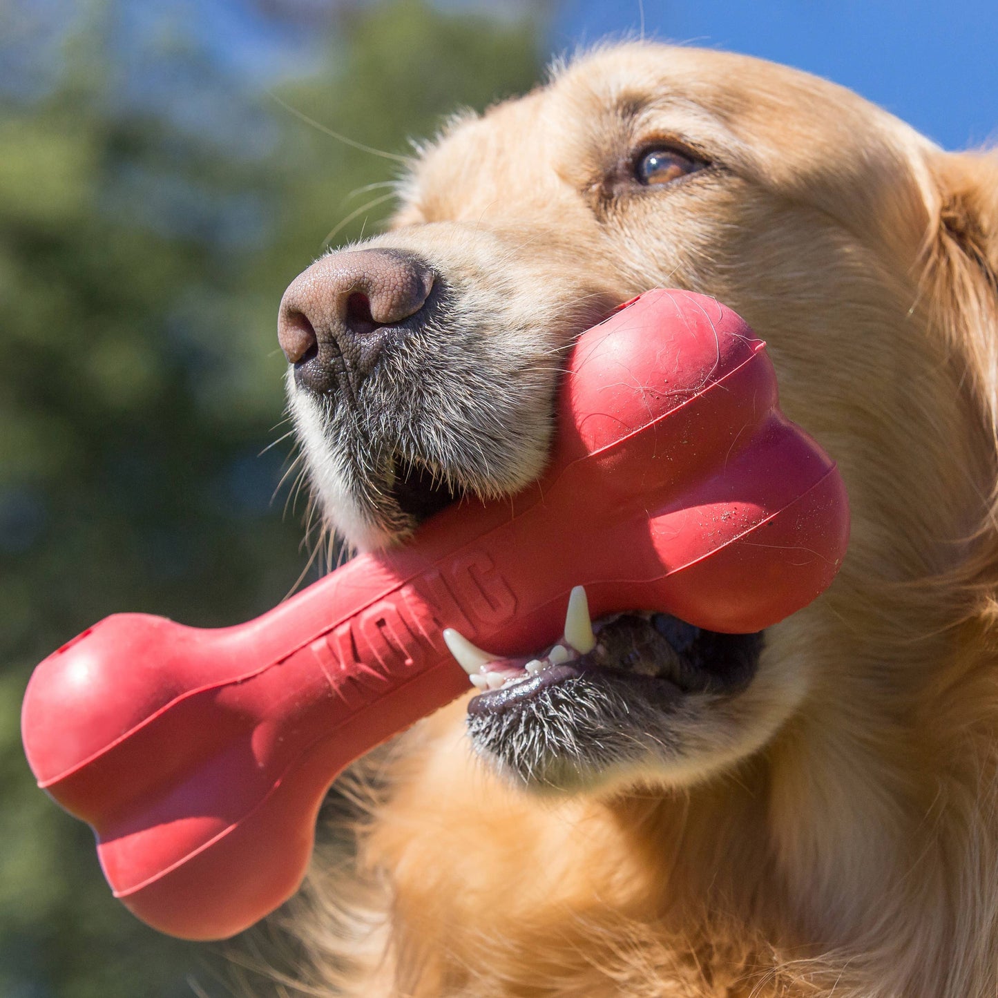KONG® Goodie Bone® Dog Chew Toy Small