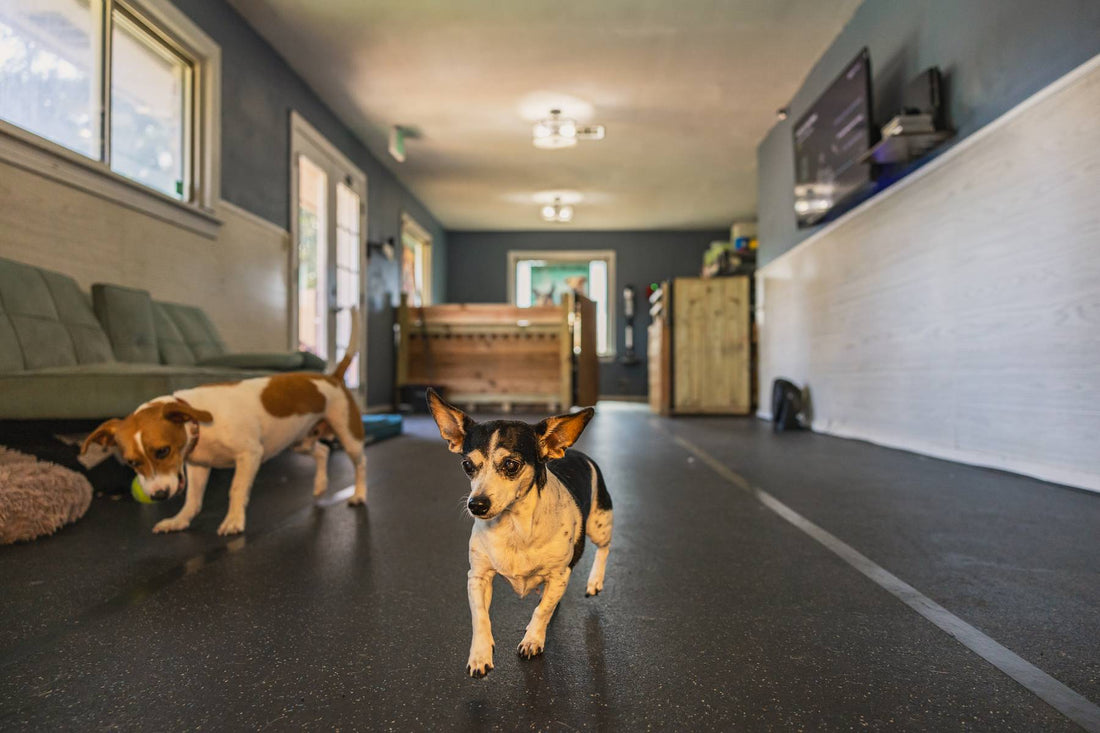 Embracing Freedom: The Benefits of Cage-Free Kennel-Free Boarding