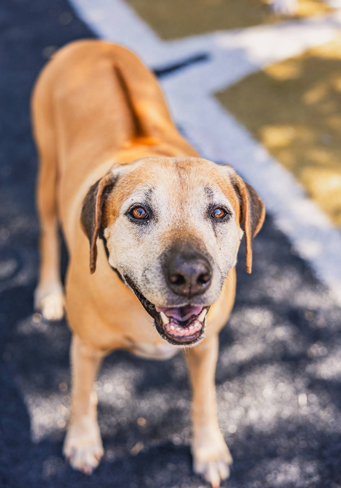 Understanding Common Canine Allergies and How to Manage Them
