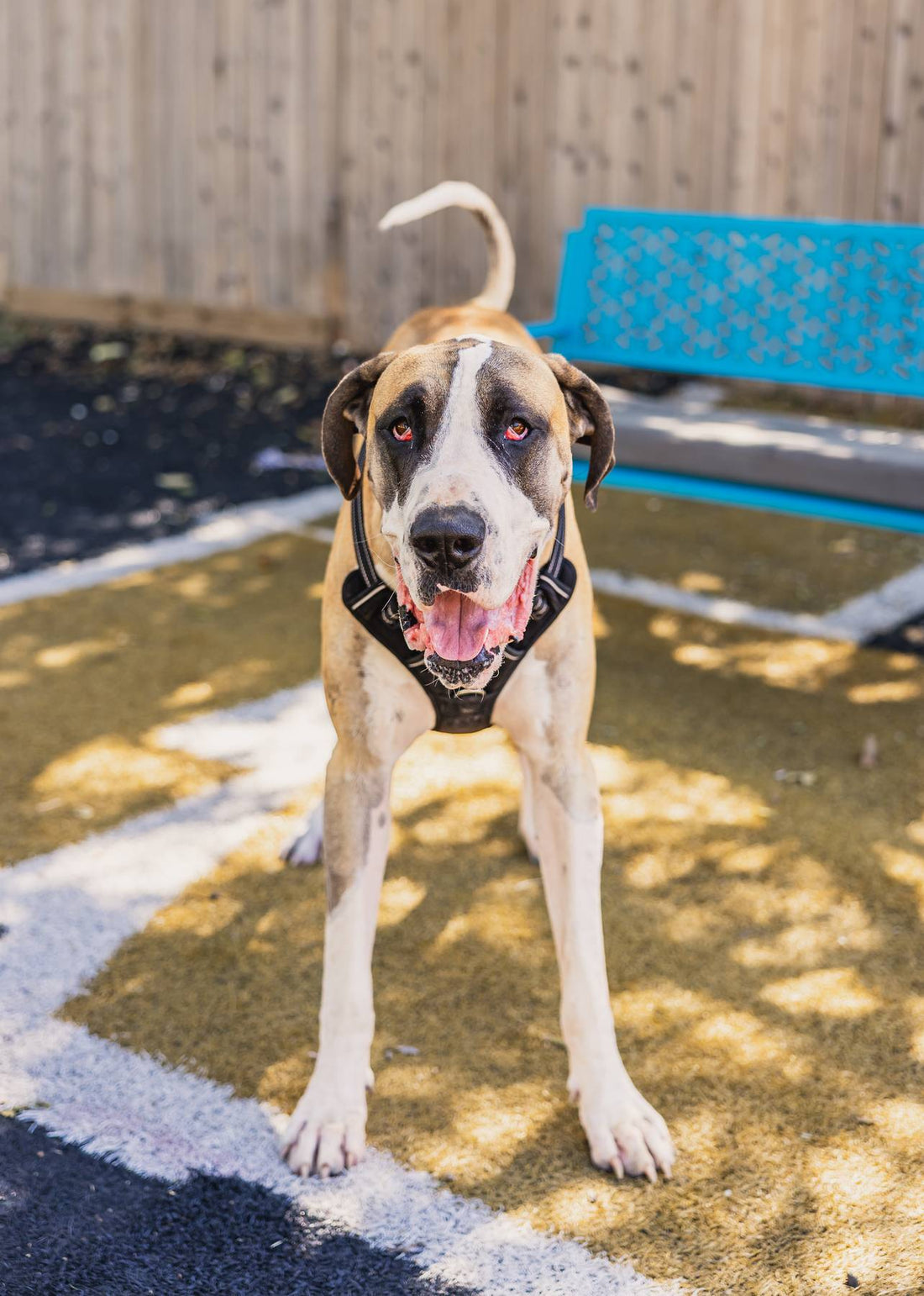 Dog Daycare Personalities: Discovering Your Pup’s Unique Traits