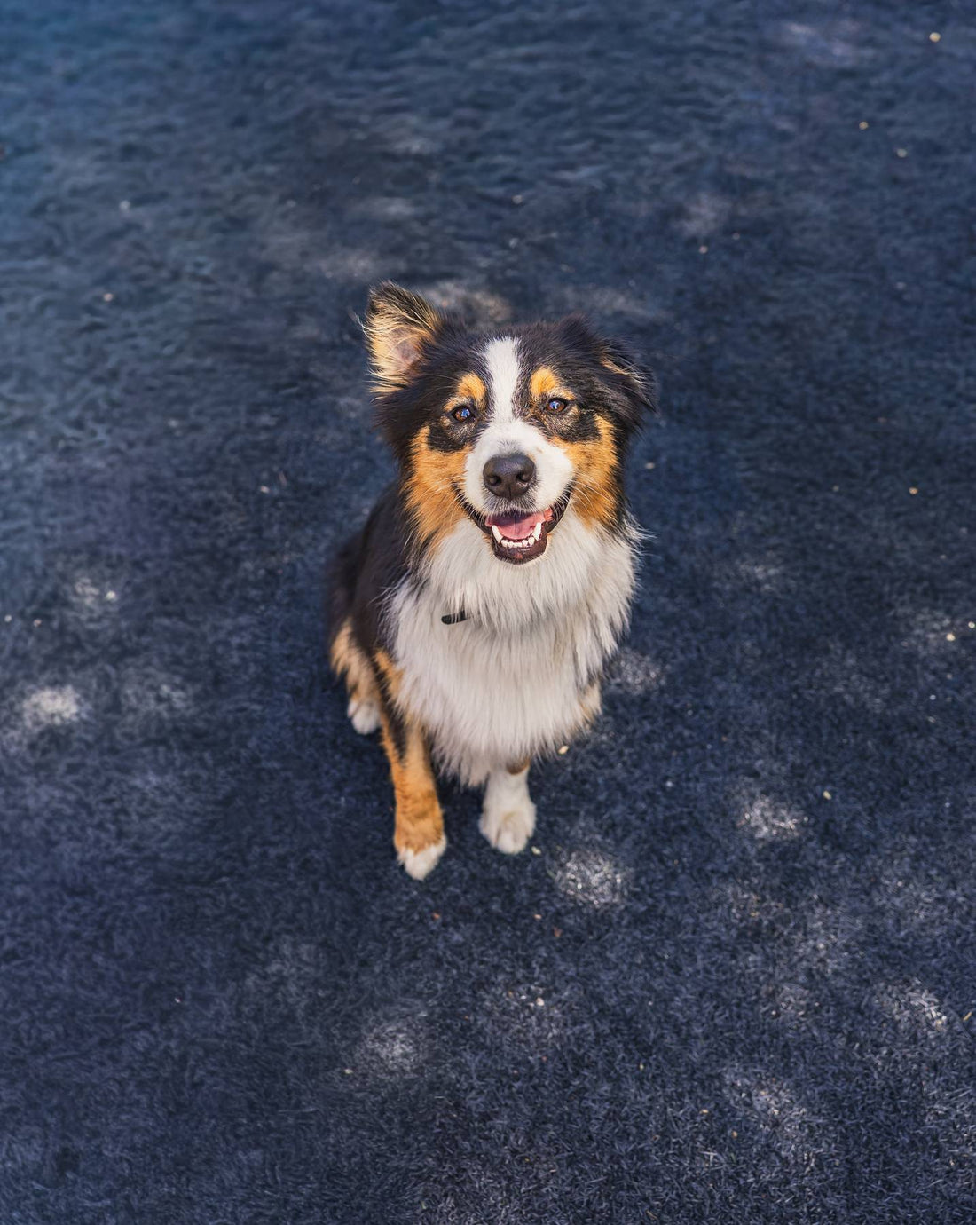 Exploring Alternative Therapies for Pets