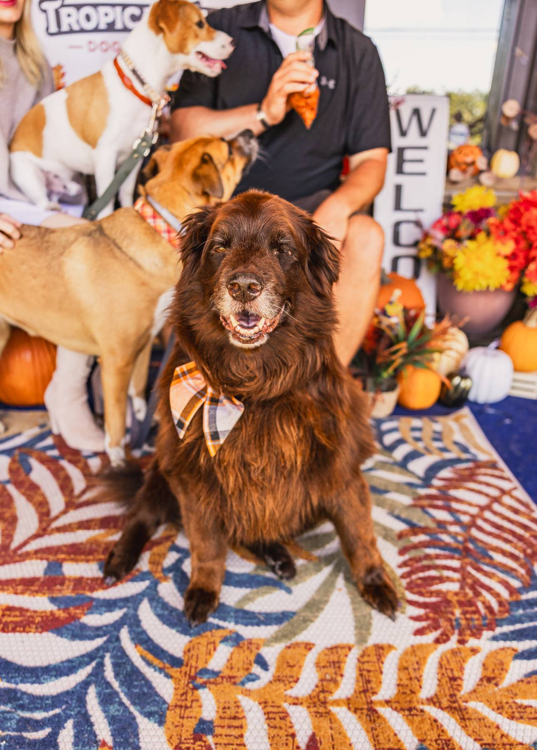 Aging Gracefully: Nutrition for Senior Pets