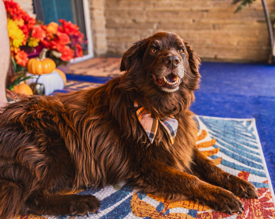 Lola's Transformation: A Journey to Health and Happiness