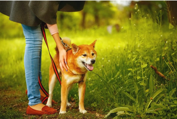 Preventing Fall Allergies in Dogs