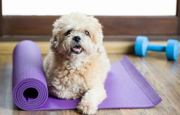 Mindfulness and Calmness: Yoga for Dogs