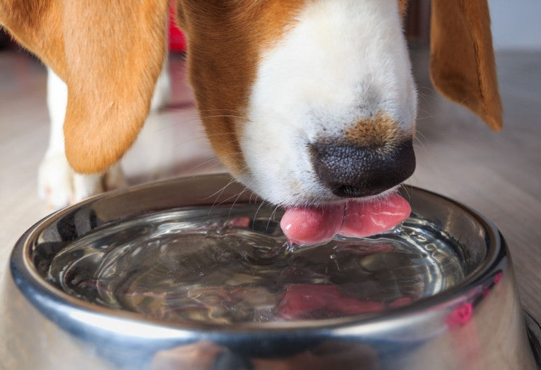 The Importance of Electrolytes for Pets During Cold Months