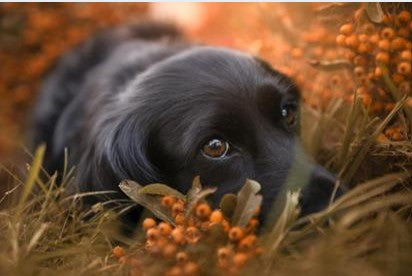 Cedar Season and Canine Allergies: What You  Need to Know