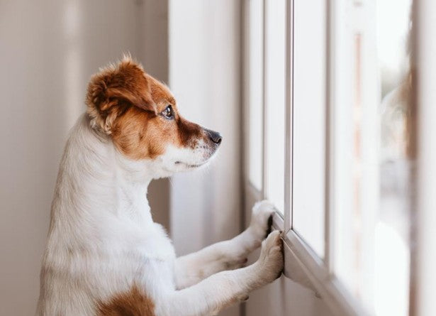 The Benefits of Dog Boarding:
