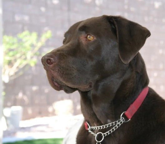 The Benefits of a Holistic Approach to Canine Health