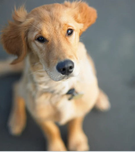 Choosing the Right Nutrition for Your Dog