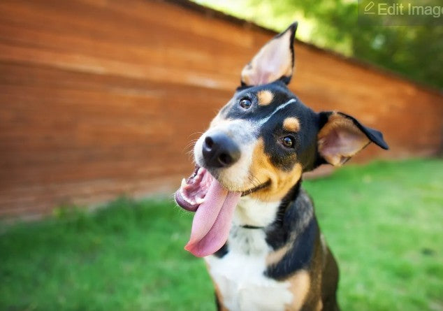 Top 10 Superfoods for Dogs