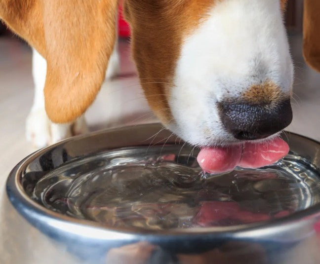 The Role of Hydration in Canine Wellness