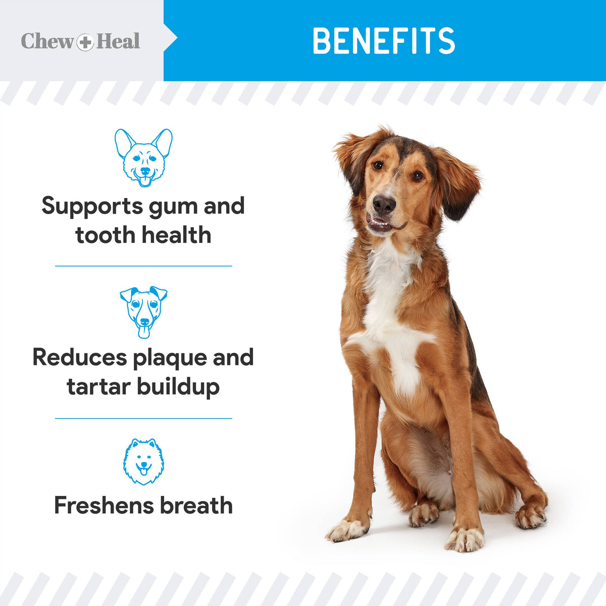 Advanced Dental Support Powder with 6 Actives for Dogs: Large