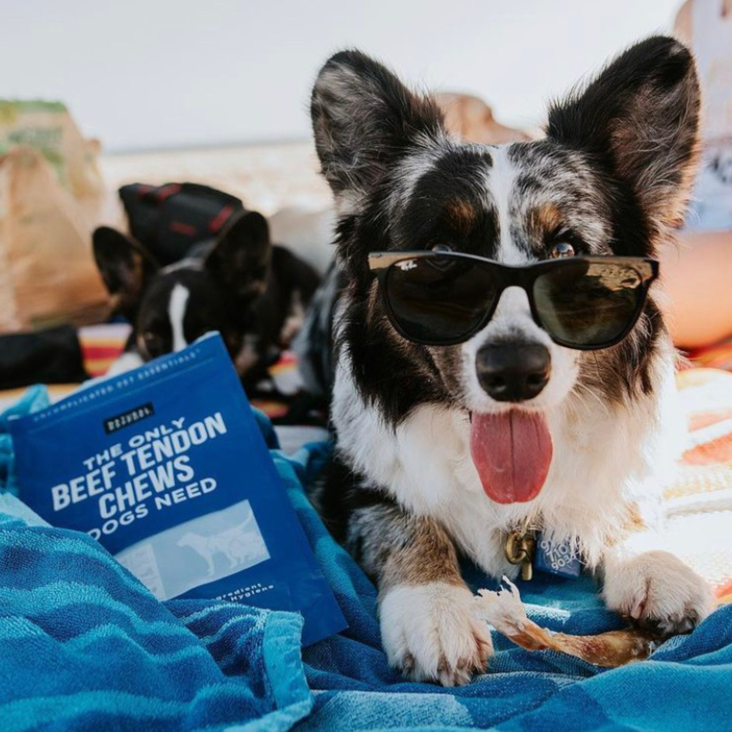 The Only Beef Tendon Chews Dogs Need: Regular - 10 count