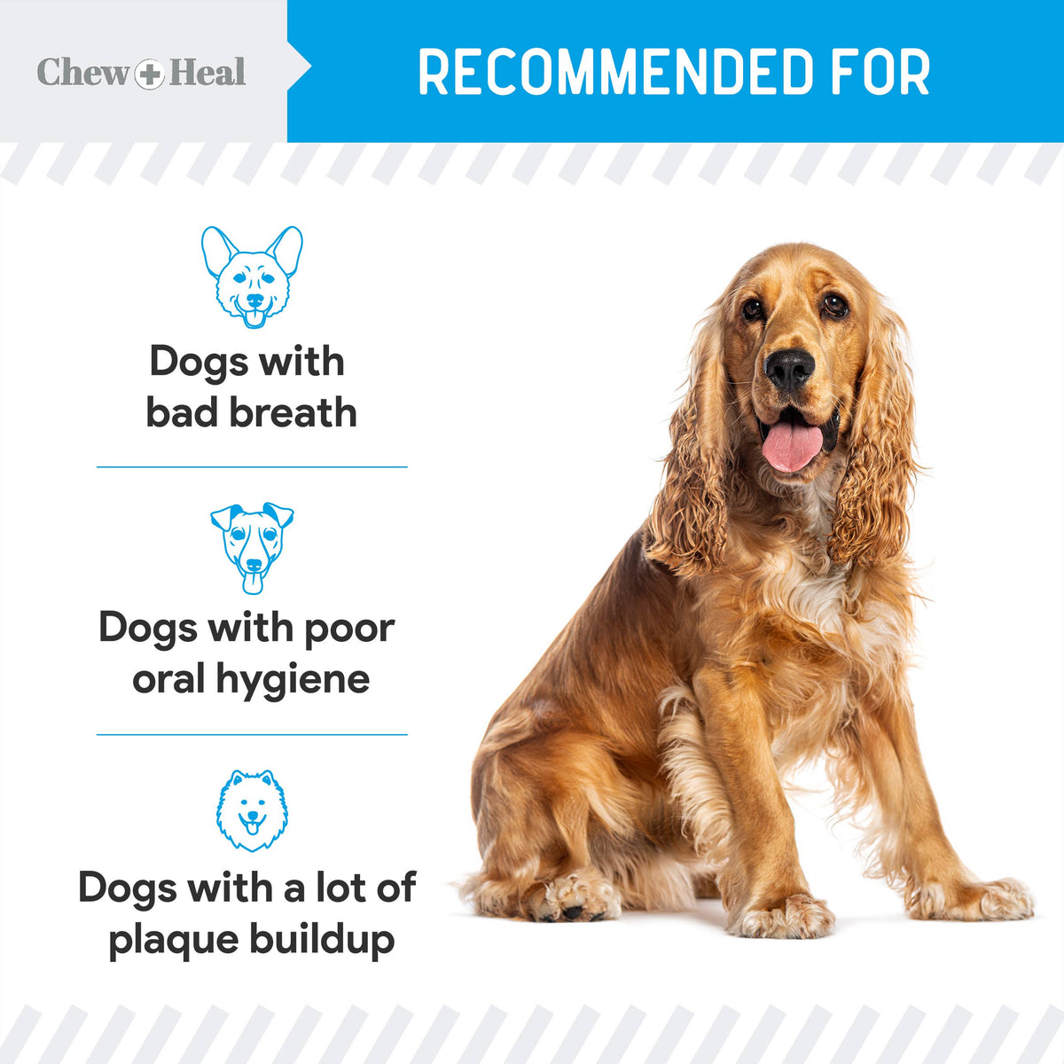 Advanced Dental Support Powder with 6 Actives for Dogs: Large
