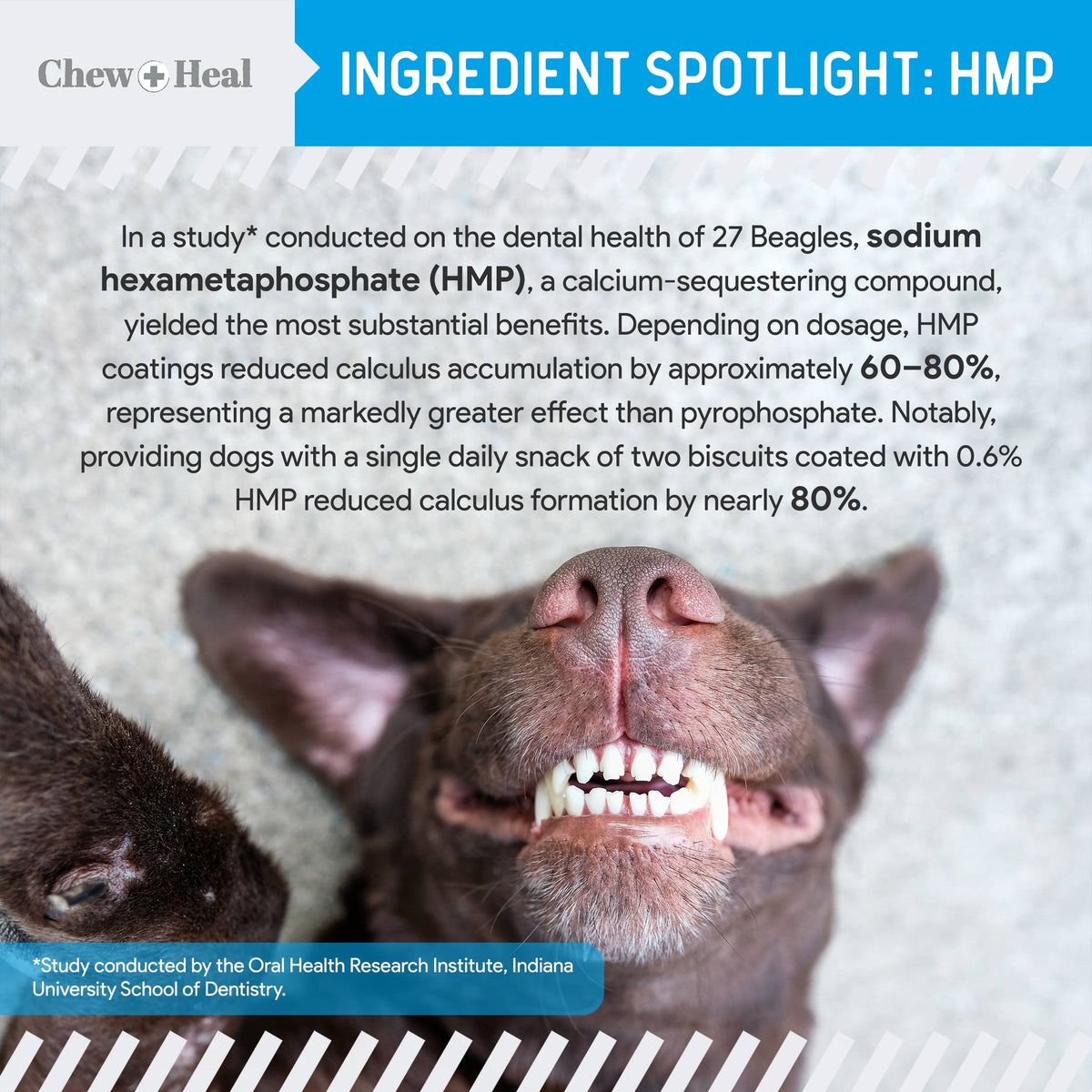Advanced Dental Support Powder with 6 Actives for Dogs: Large