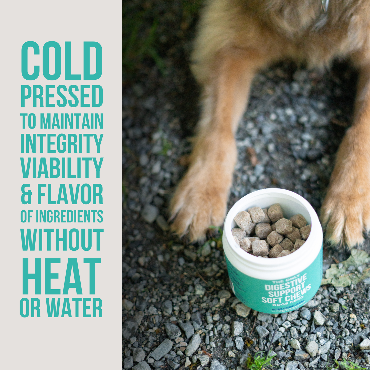 The Only Digestive Support Soft Chews Dogs Need: 120 count jar