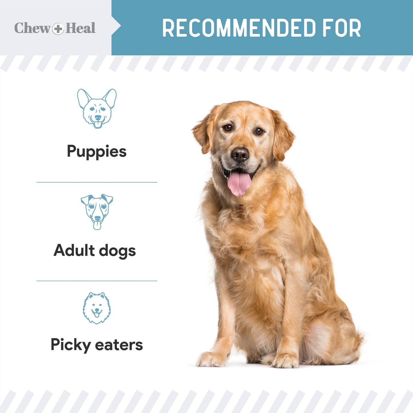 Daily 12-In-1 Multivitamin Powder for Dogs : Large