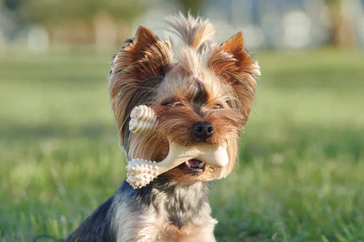 BetterBone Medium Beef Dog Chew Toy Large